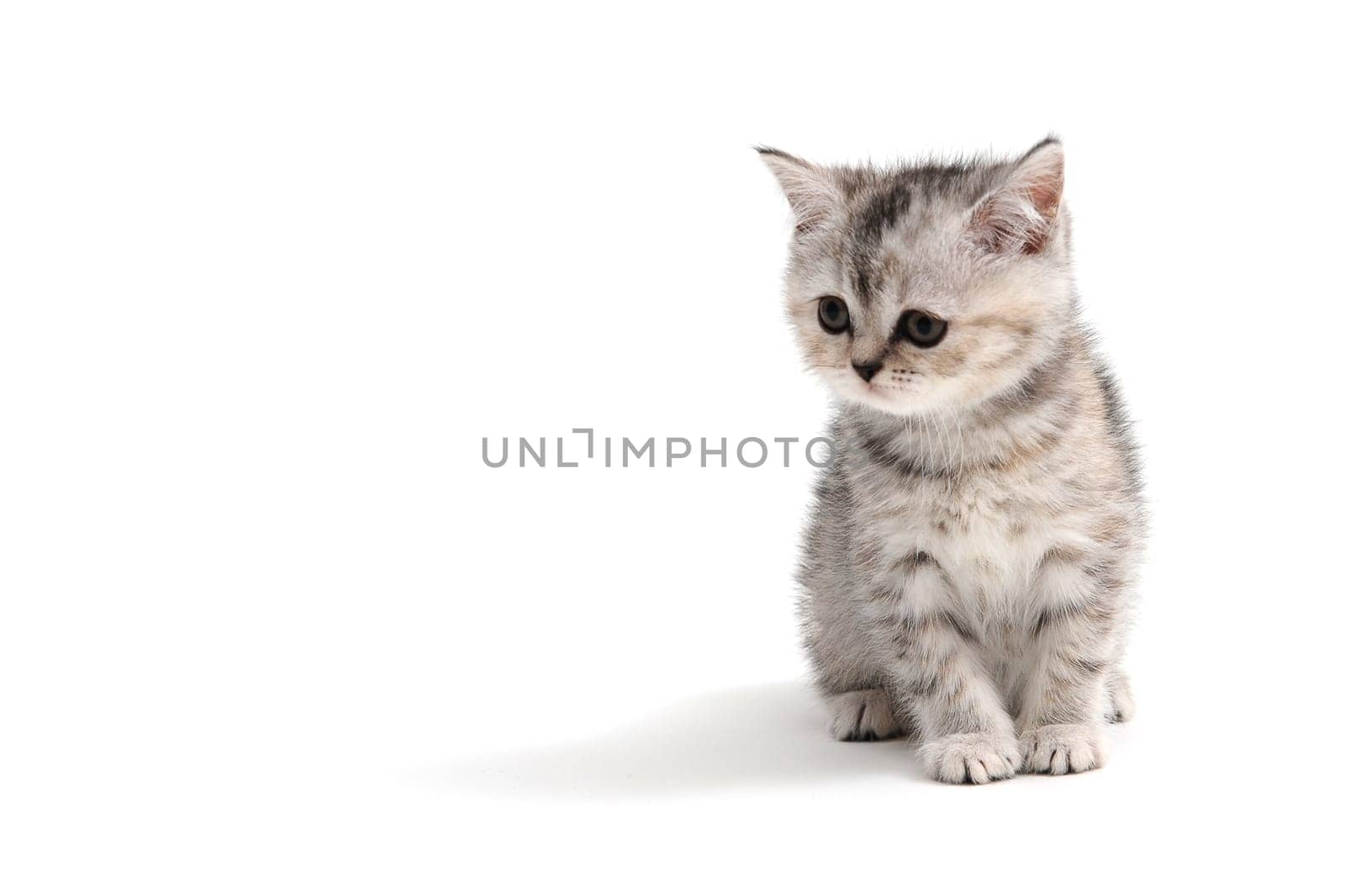 Fluffy purebred gray kitten on a white isolated background. High quality photo