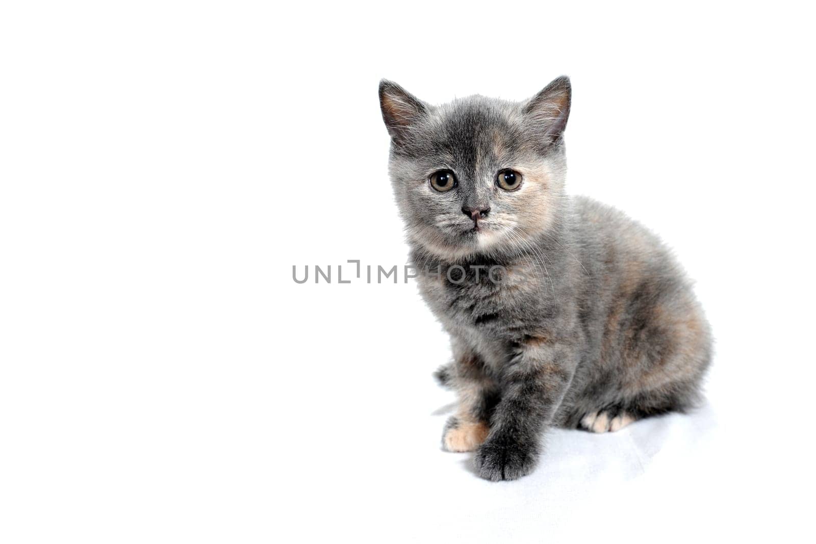 Fluffy purebred gray kitten on a white isolated background. High quality photo