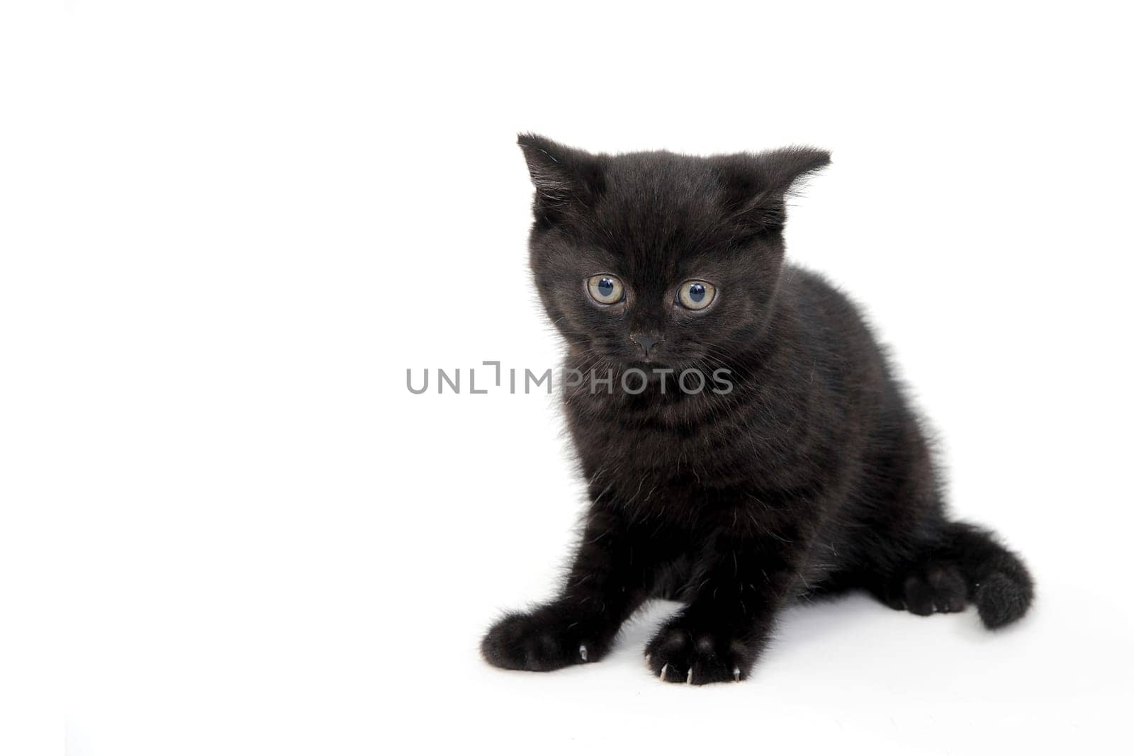 fluffy purebred black kitten sits sideways on an isolated background. High quality photo