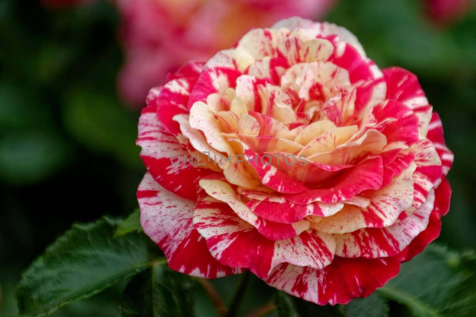 rose