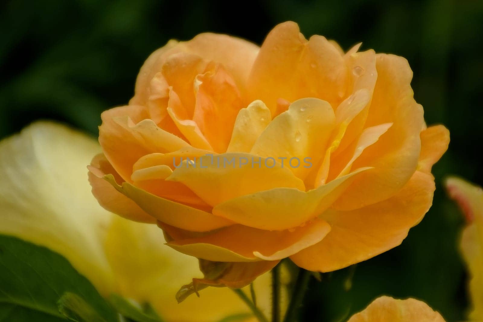 rose