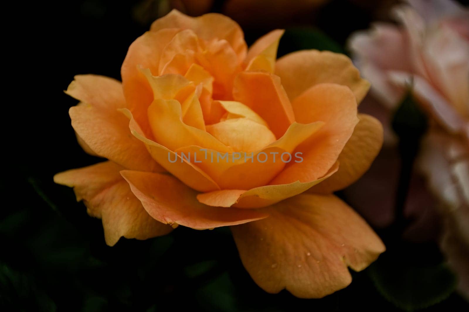 rose