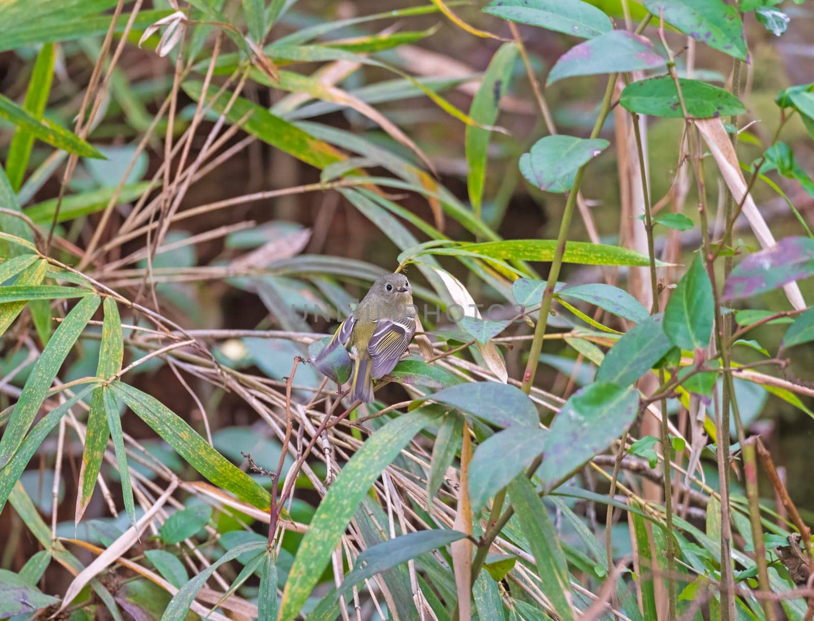 A Ruby Crowned Kinglet in the Woods in Congaree National Park in South Carolina