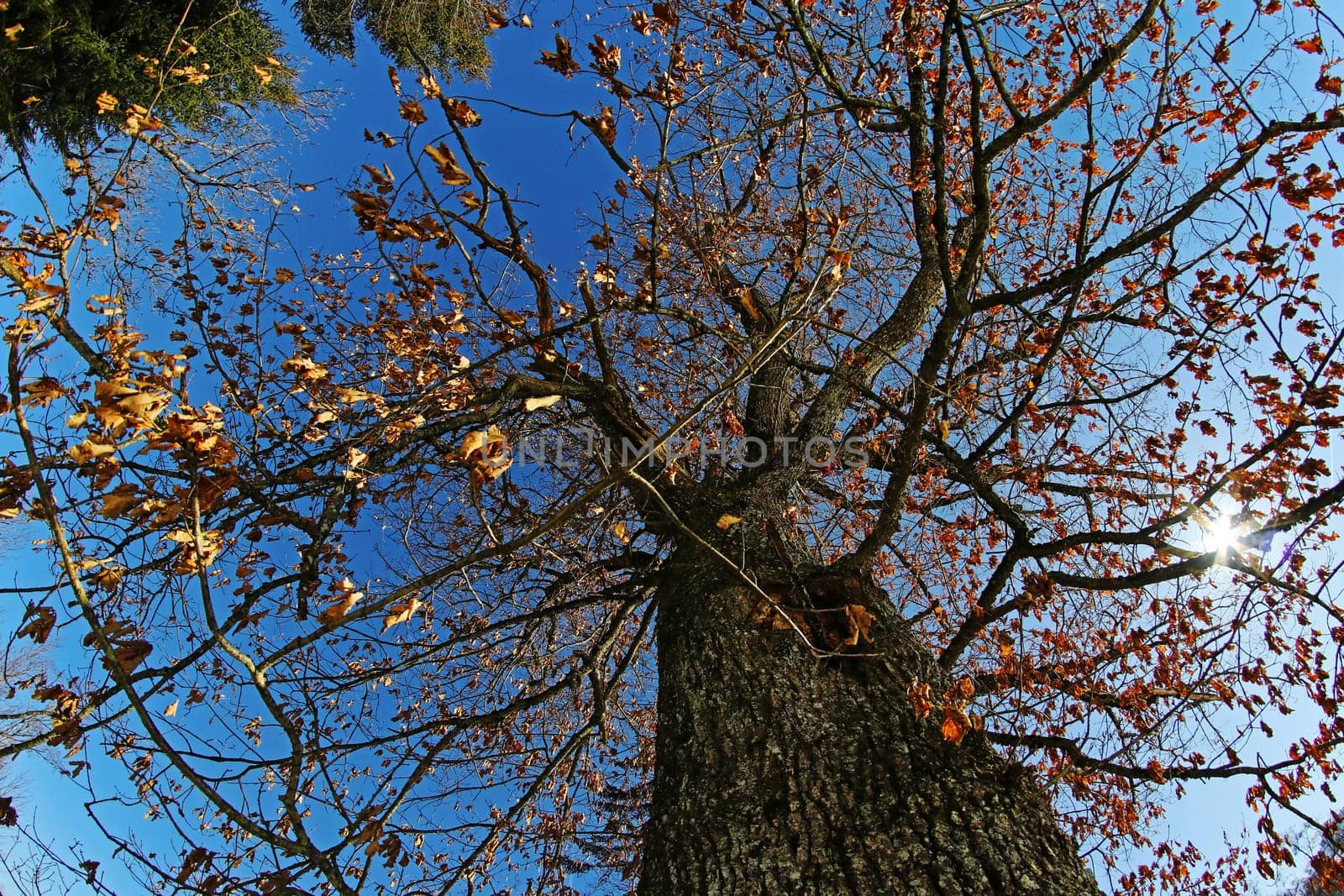 Wide-angle shot of the trunk and crown of a deciduous tree in fall