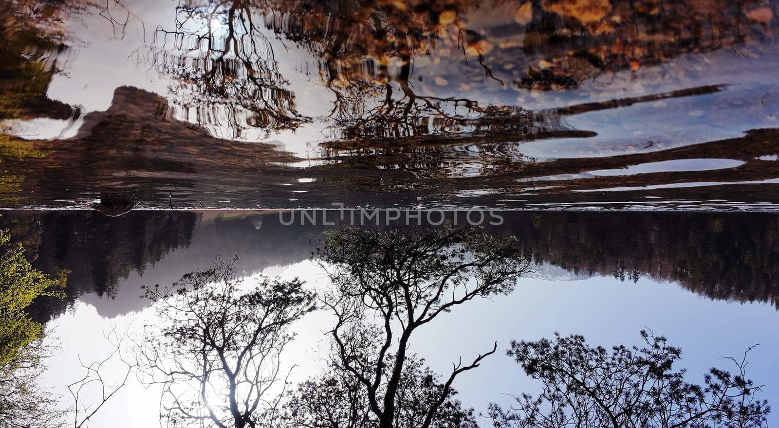 An upside-down landscape with water and trees