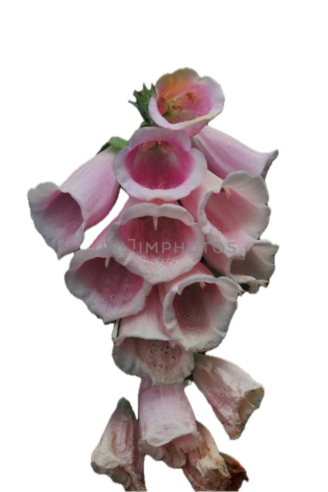 Digitalis is a genus of about 20 species of herbaceous perennials, shrubs, and biennials commonly called foxgloves