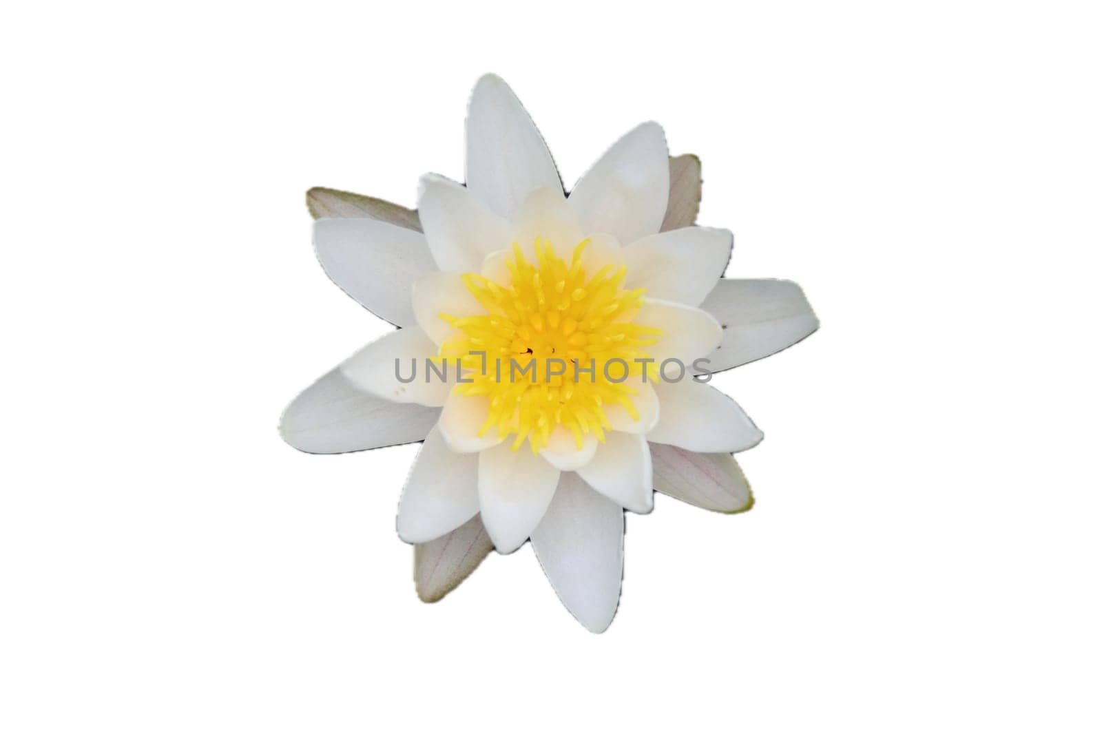 Nymphaea alba, also known as the European white water lily, white water rose or white nenuphar, is an aquatic flowering plant of the family Nymphaeaceae.