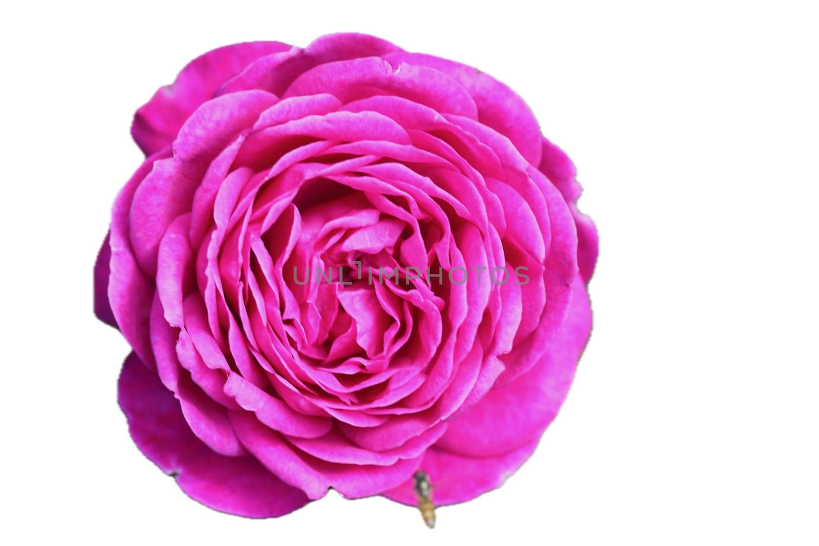 A rose is a woody perennial flowering plant of the genus Rosa, in the family Rosaceae, or the flower it bears
