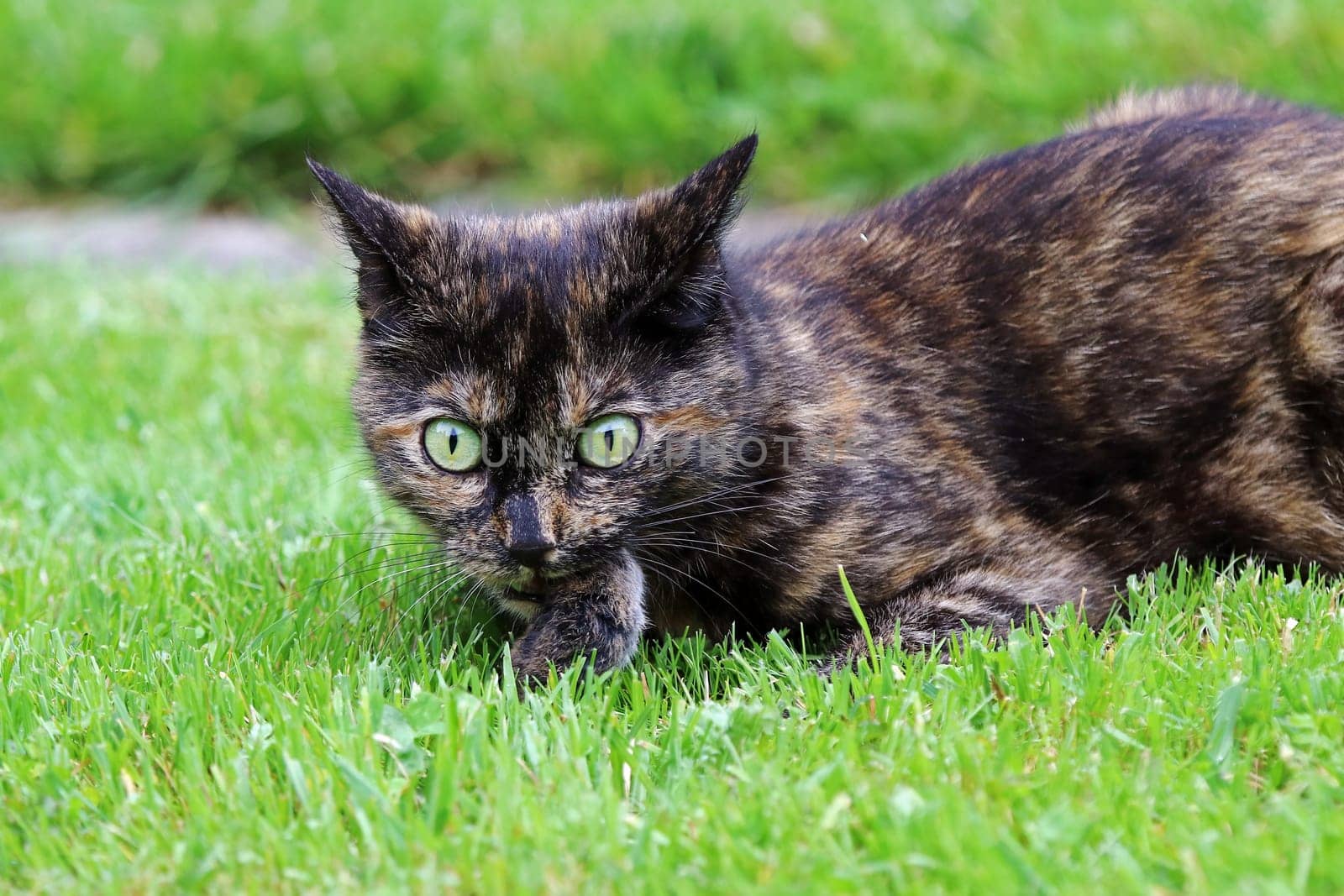 A tortoiseshell cat has caught a mouse and is eating it