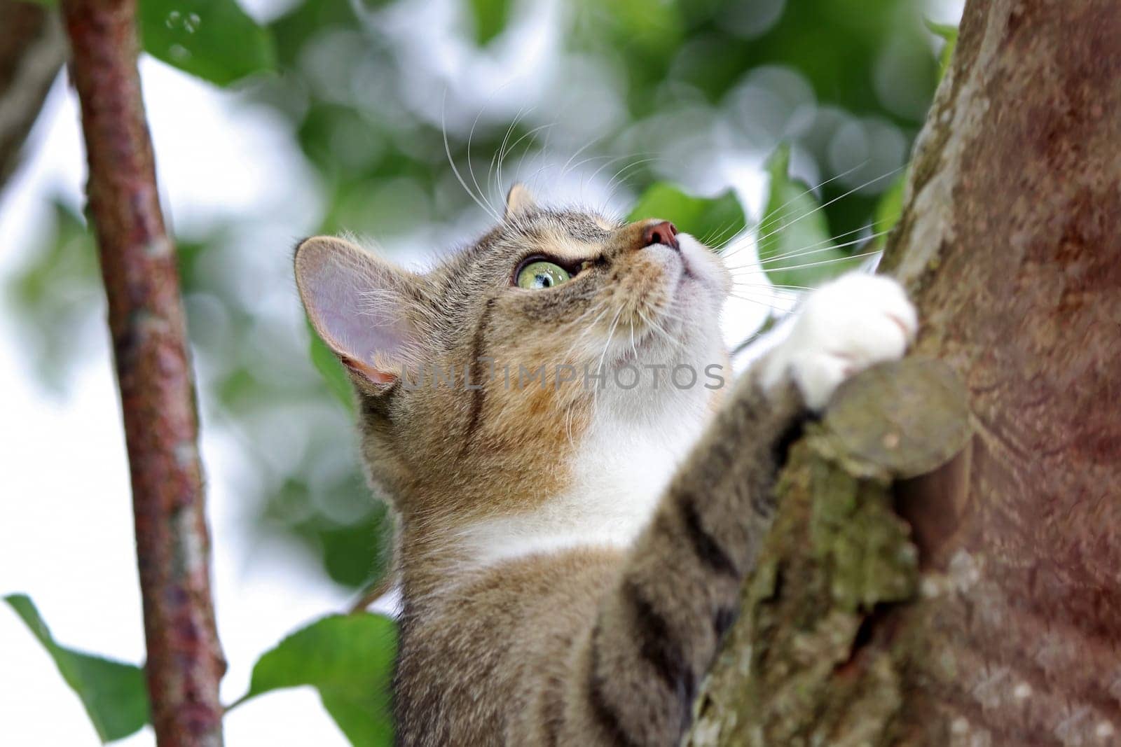 A small cat plays and climbs in a tree