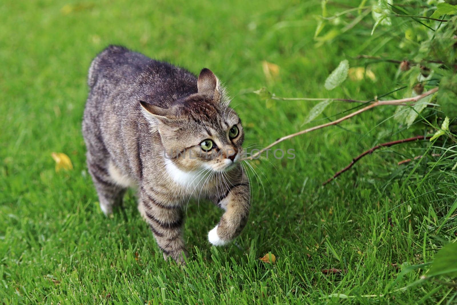 A little cat runs through the garden with a funny look on its face