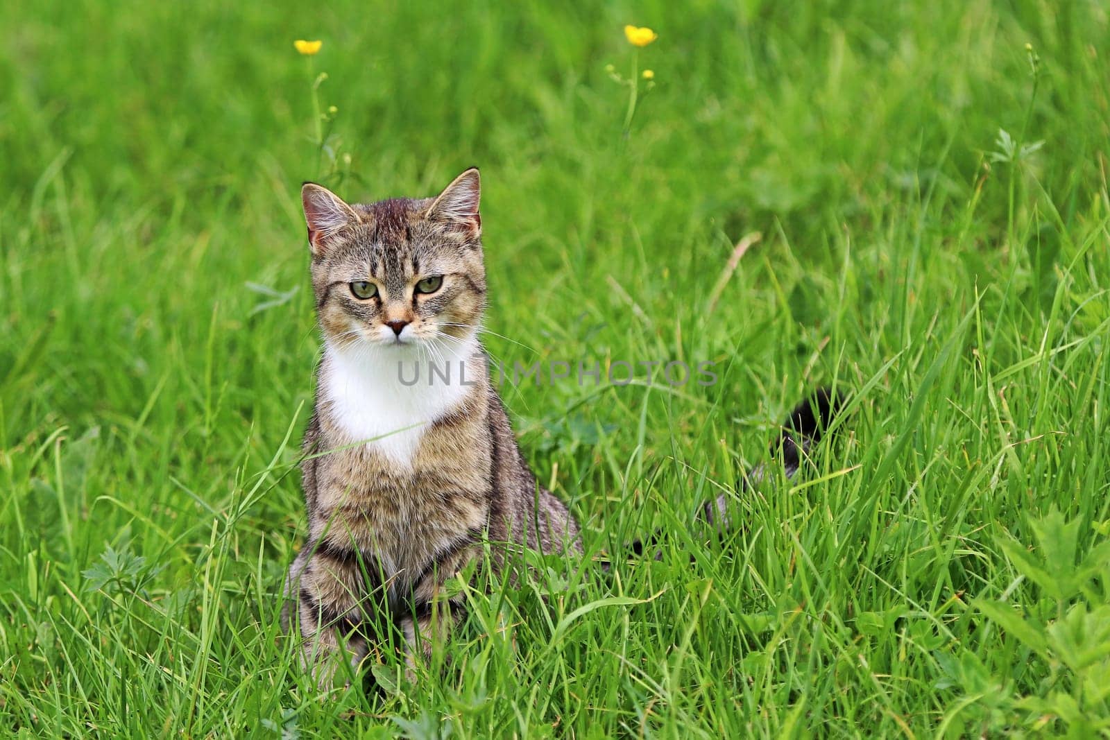 A small cat sits curiously in the meadow