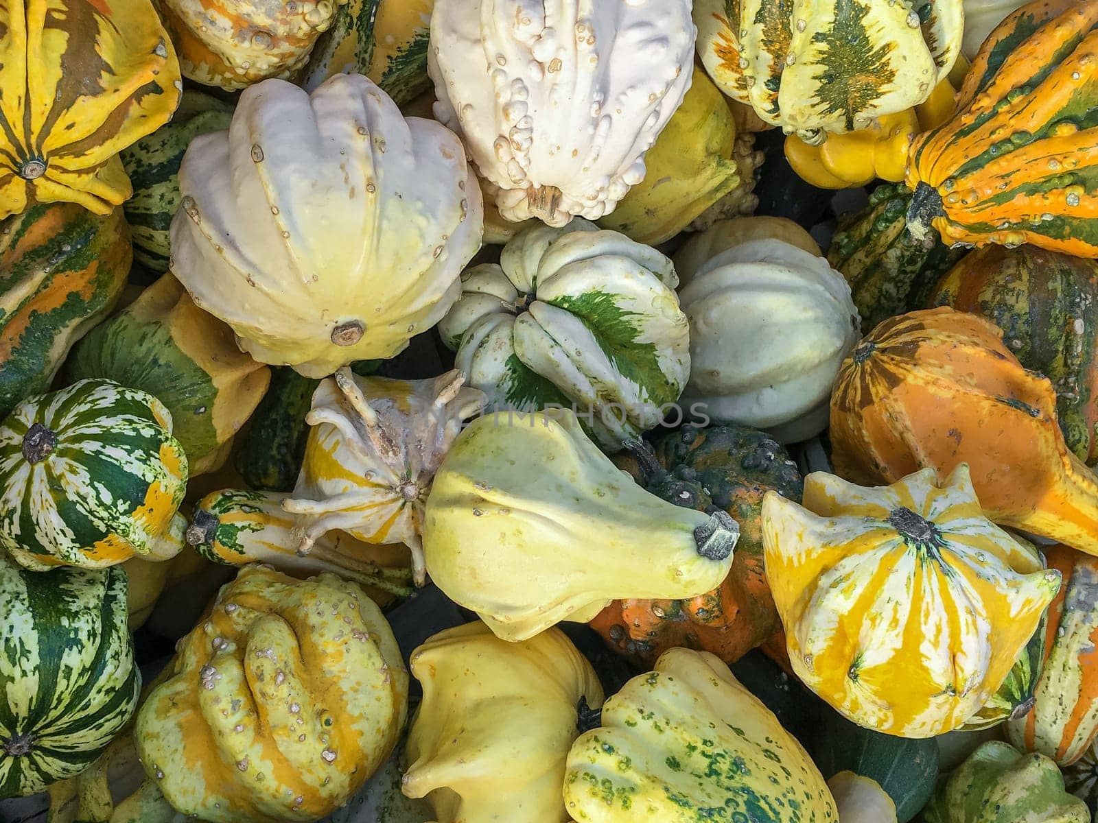 Background with colorful pumpkins. Decorations. Halloween background.
