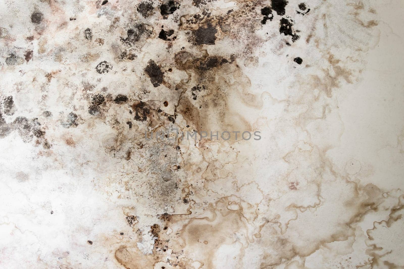Black spots of toxic mold and fungus bacteria on a white wall. Concept of condensation, damp, water infiltration, high humidity and respiratory problems.