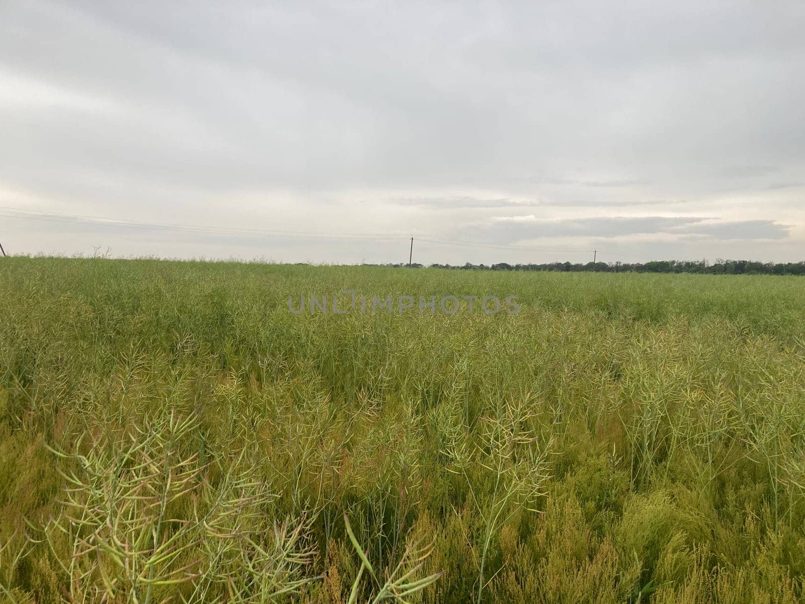 Agriculture sown field in a the village