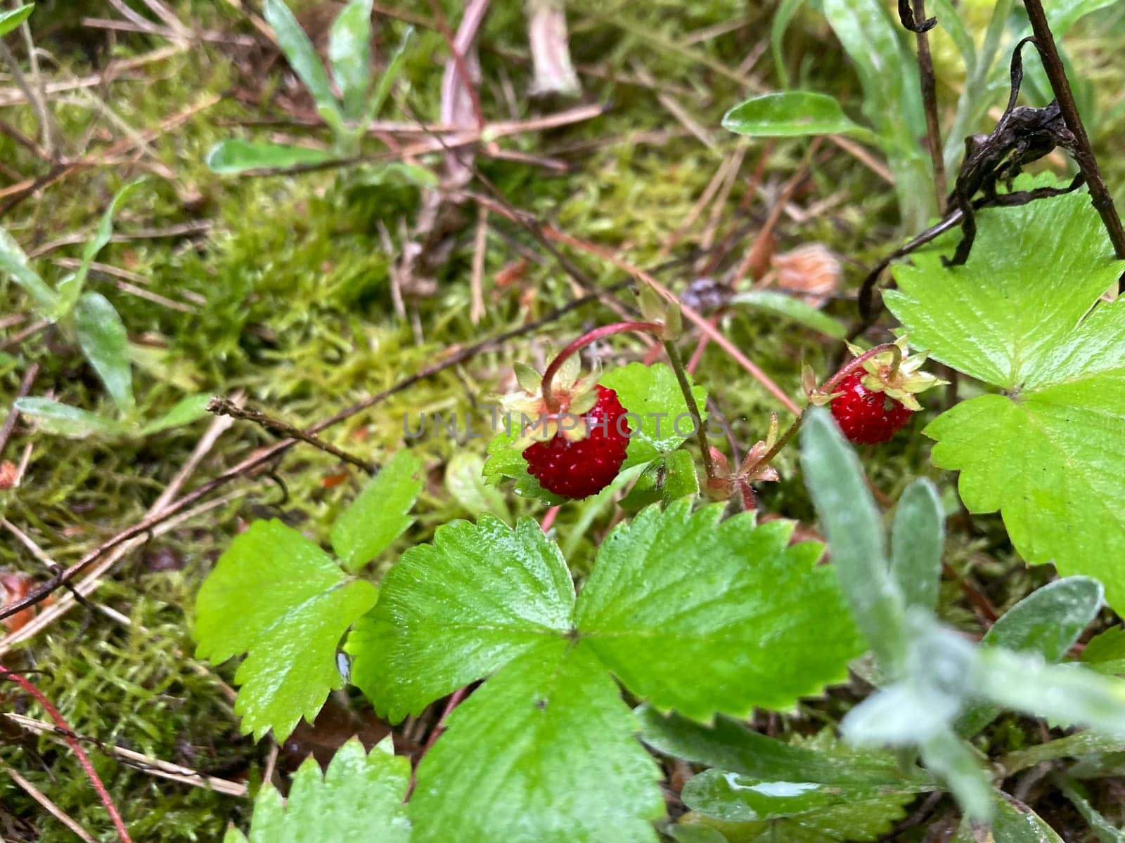 Wild strawberries grew and ripened in a the forest