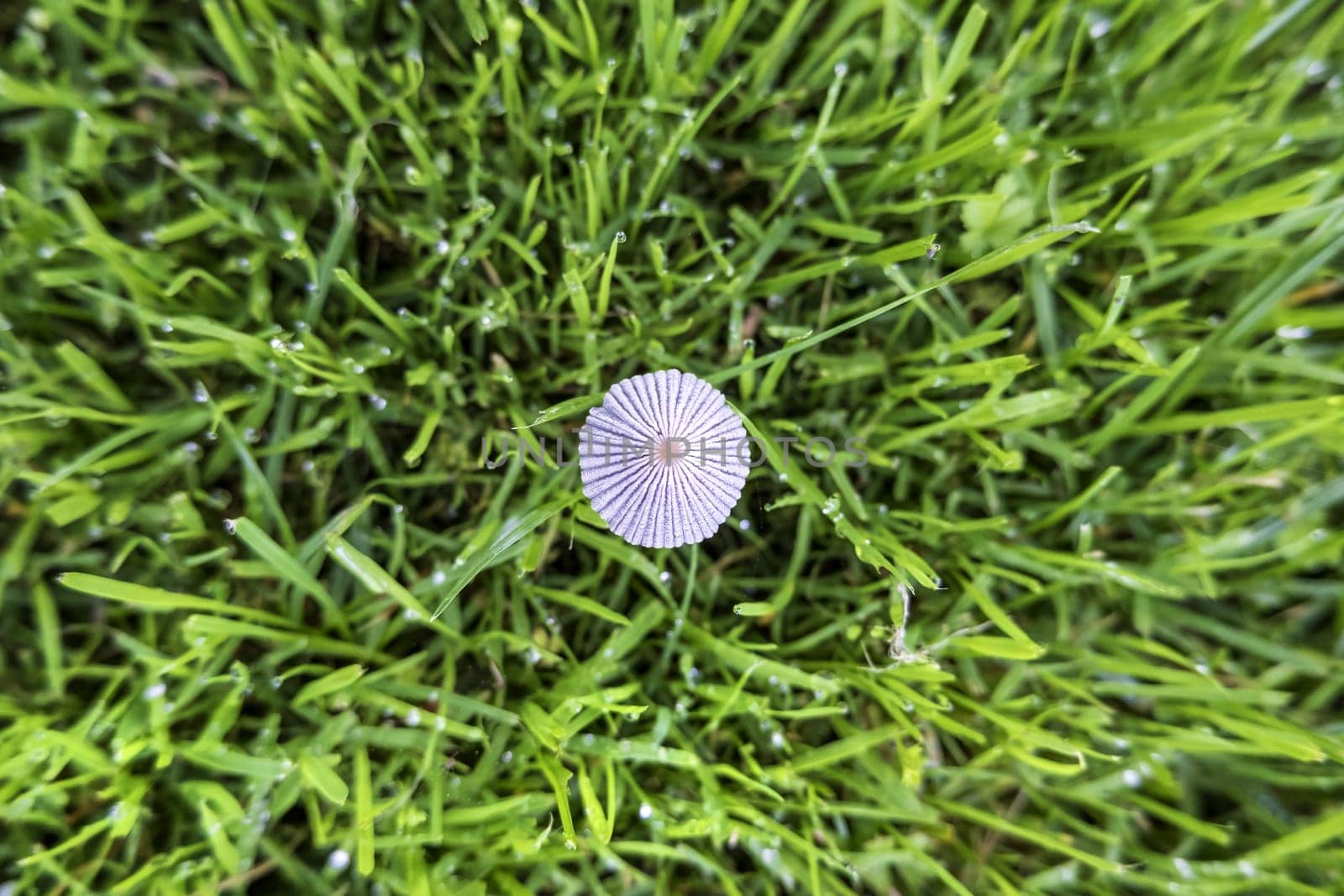 Detail of toadstool in nature, fungus