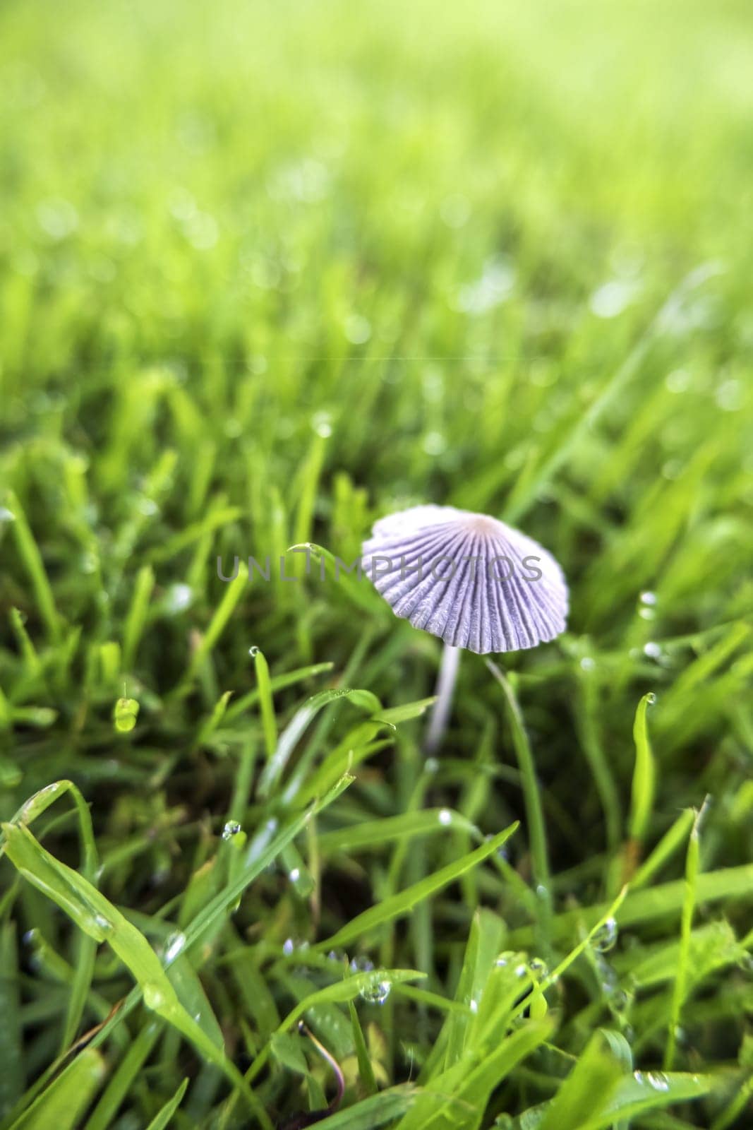 Detail of toadstool in nature, fungus