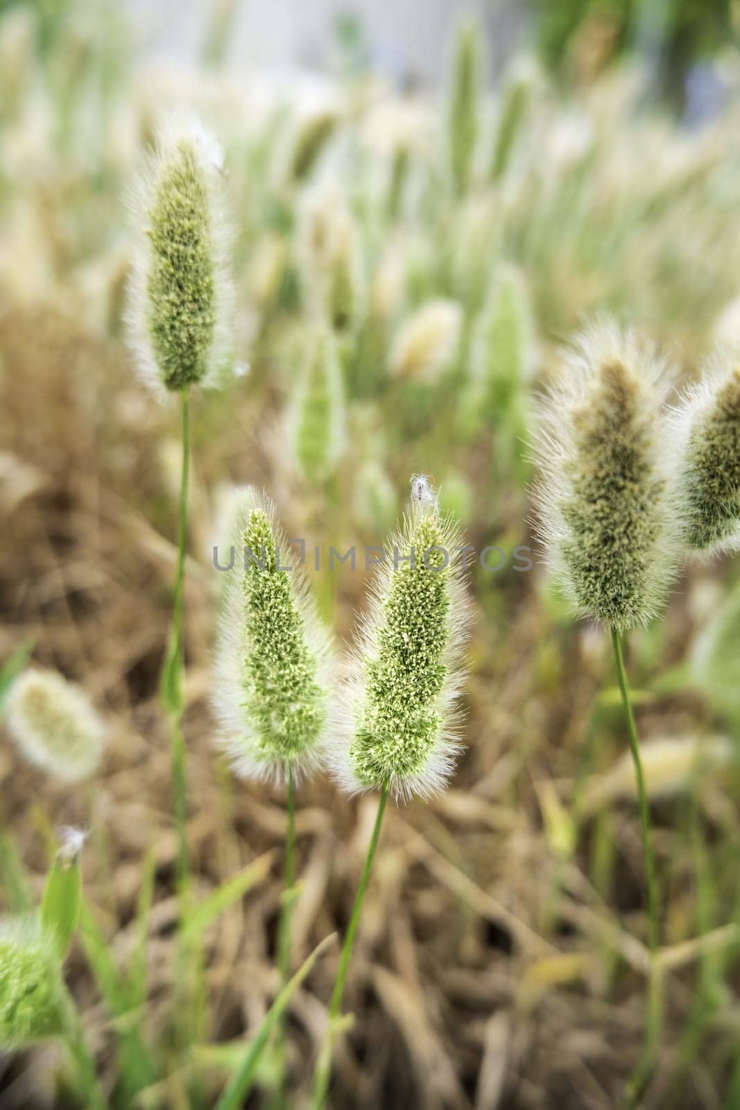 Detail of cereal in a field, harvest and agriculture