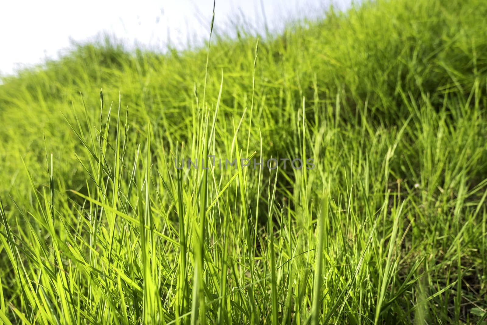 Detail of green grass in a forest in nature