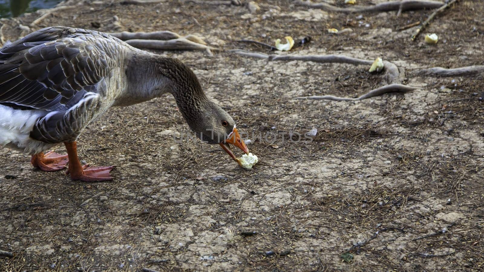 Wild duck in nature, wildlife, life and freedom