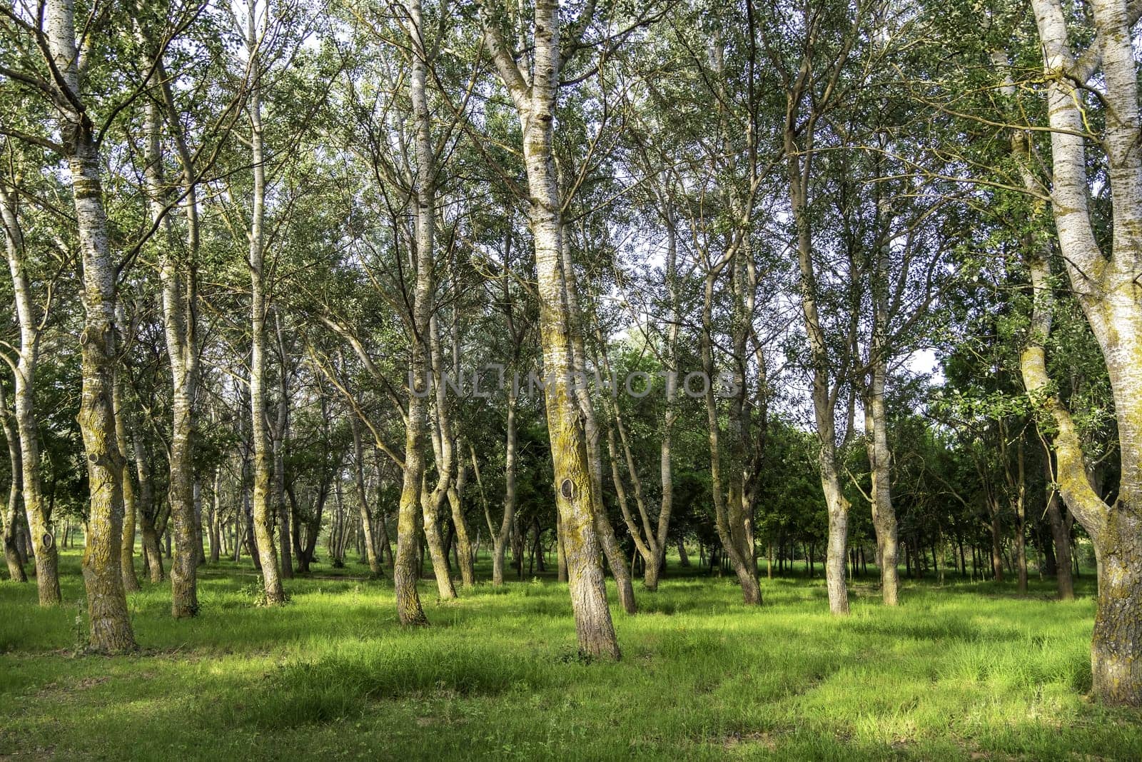 Detail of forest on a mountain in a forest in Spain, nature