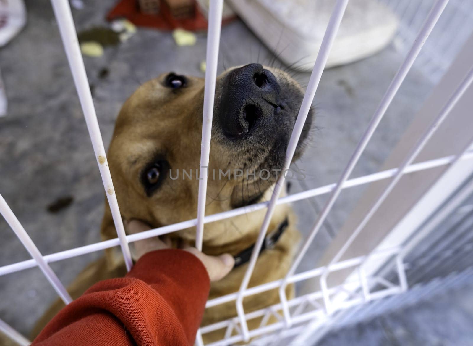 Detail of abandoned dog in a cage, kennel, adoption