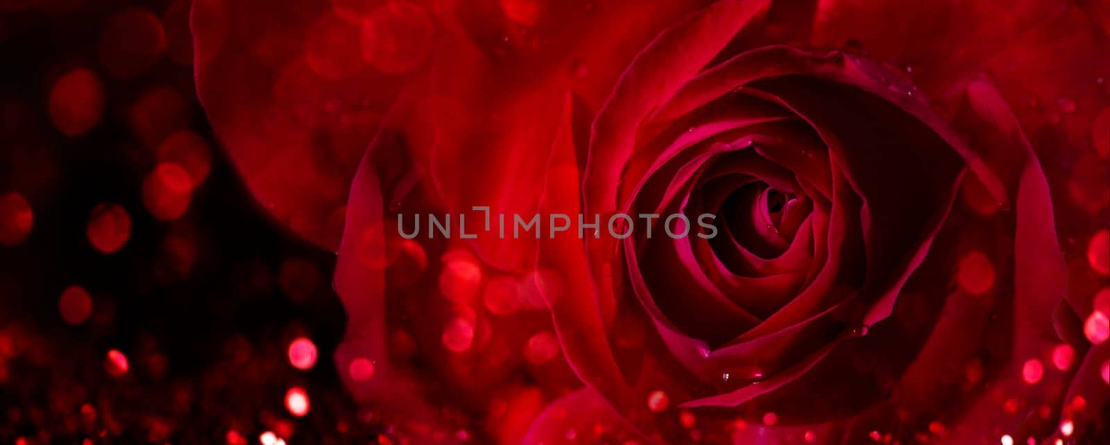 Closeup of valentine red rose on dark background. Valentine's day flower bouquet. Macro rose bud petal wallpaper banner design.