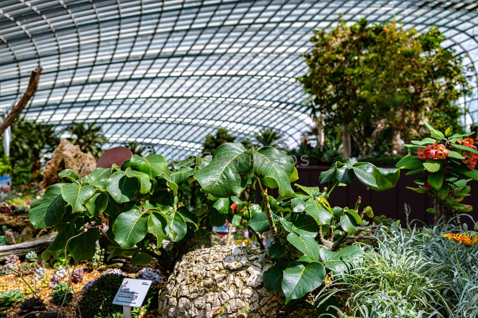 Interior of the Flower Dome in the Gardens by the Bay nature park in Singapore.