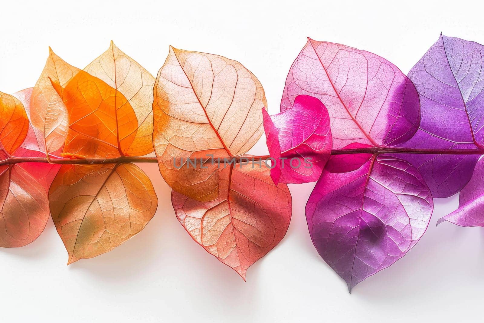 Colorful bougainvillea leaves with vibrant hues on a transparent white backdrop, adding a touch of tropical beauty