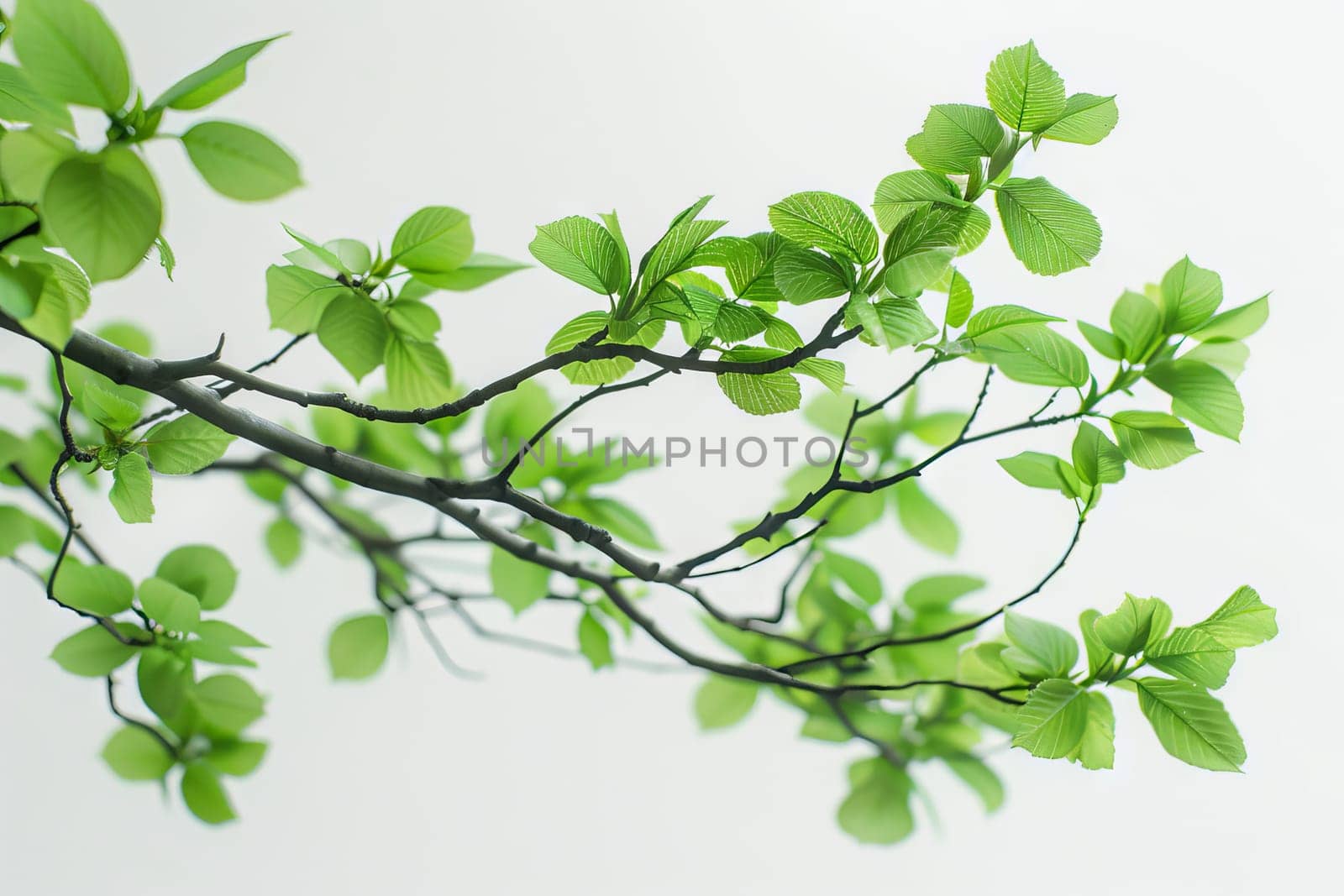 Detailed bonsai leaves on a soft transparent white surface, perfect for botanical illustrations