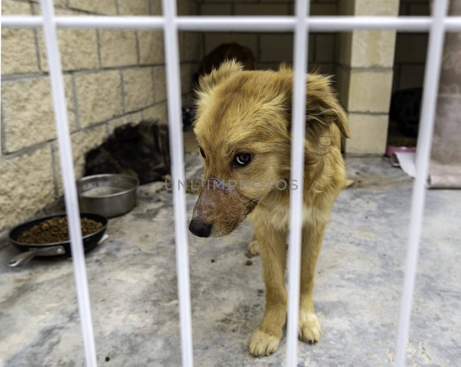 Detail of abandoned dog in a cage, kennel, adoption