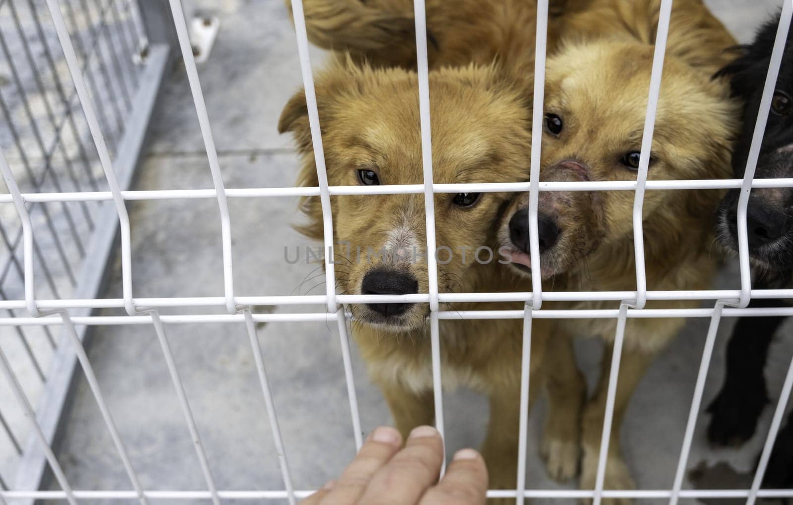 Detail of abandoned dog in a cage, kennel, adoption