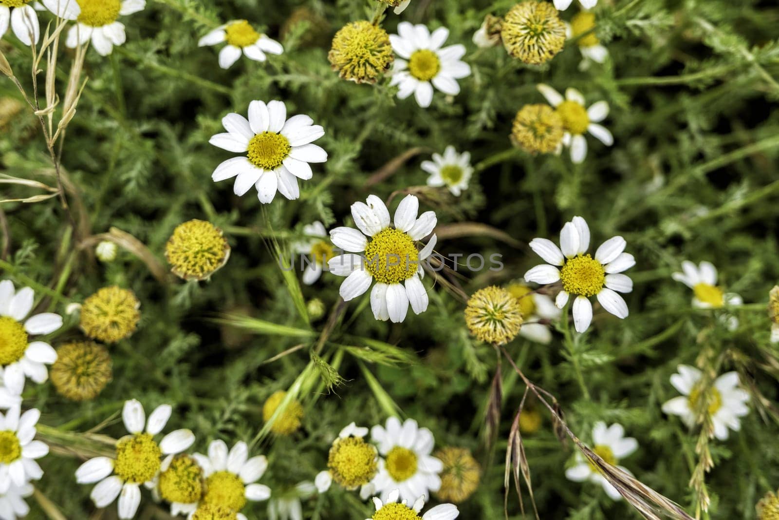 Detail of wild flowers in the field, nature