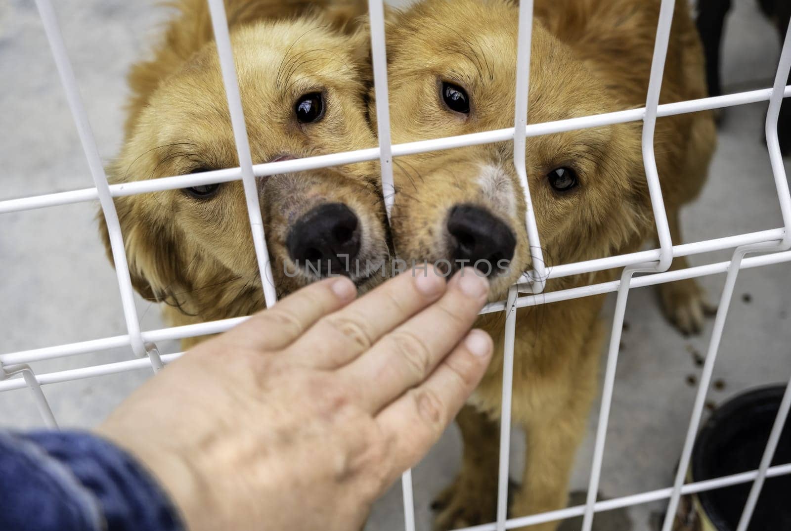Detail of abandoned dog in a cage, kennel, adoption
