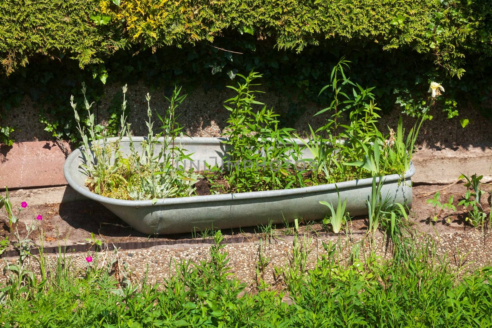 Old metal bathtub with plants standing in a garden, Germany