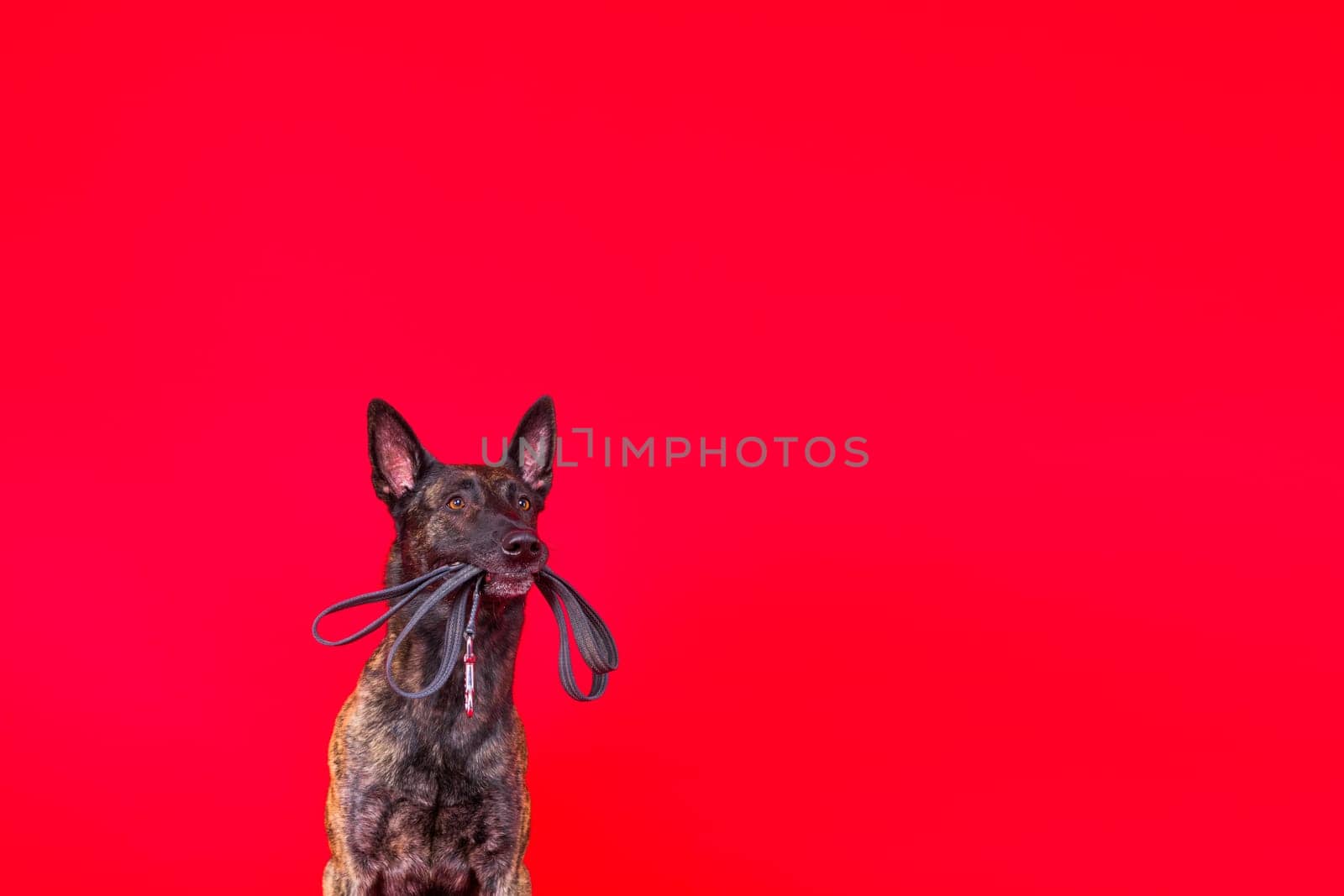 Dutch shepherd dog and leash in teeth, studio shot