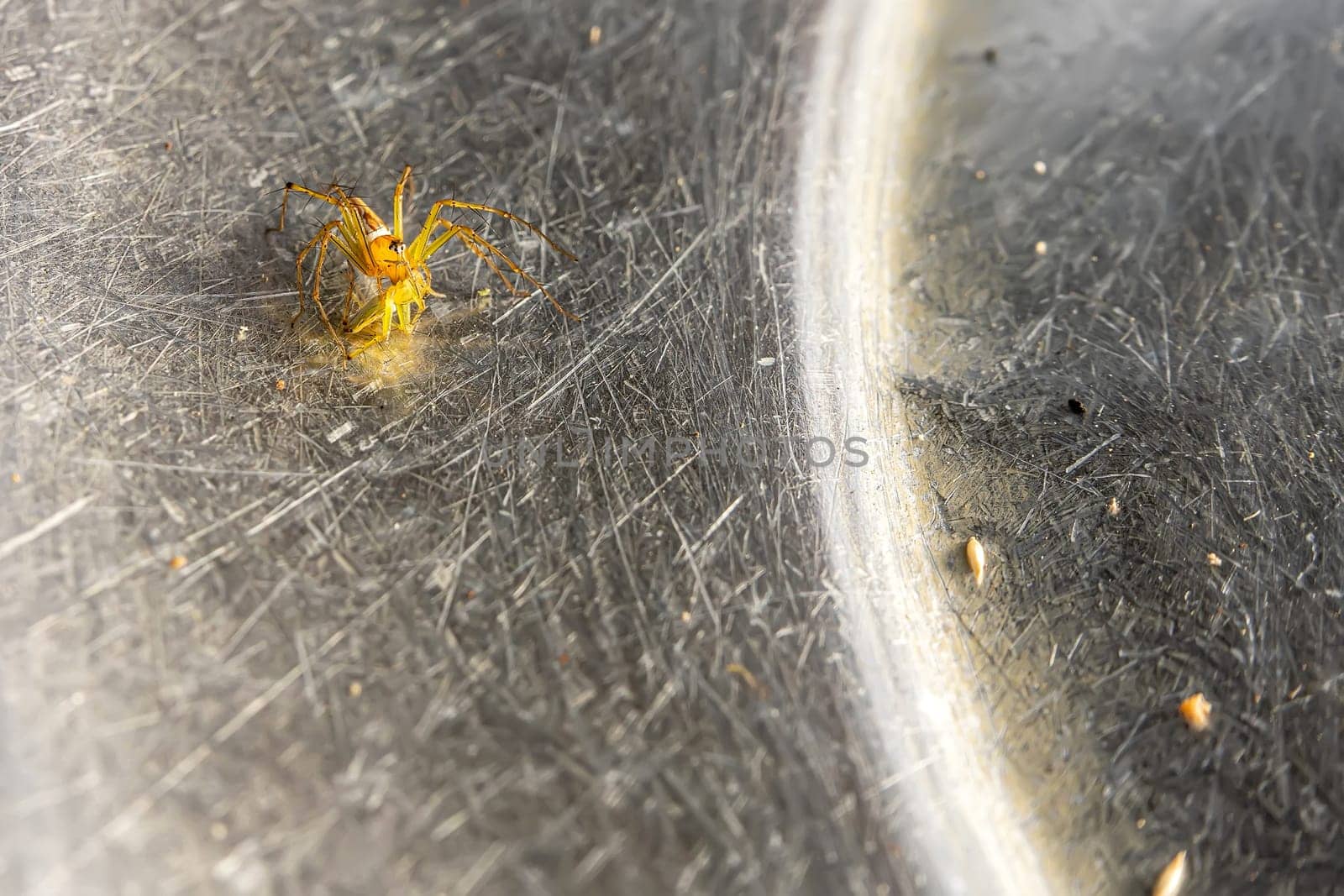 A small spider that lives in the grass on the metal ground.