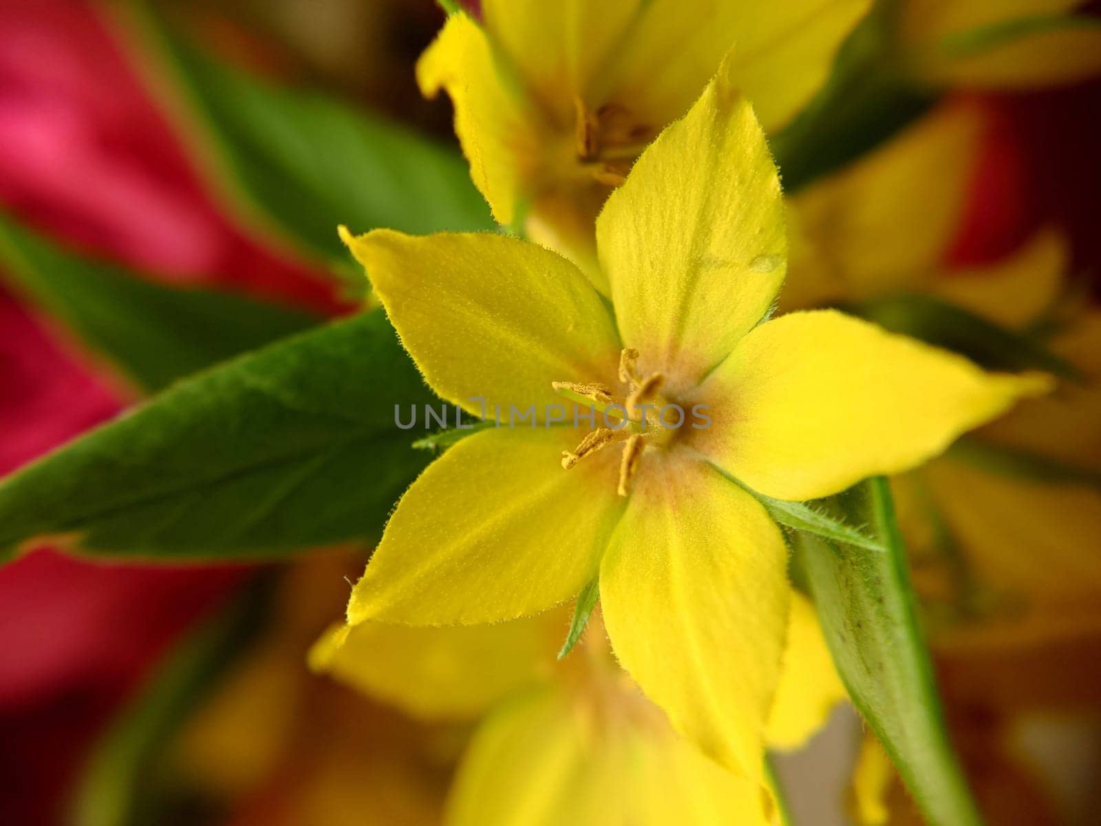Background image of a yellow flower with green leaves in close-up.Macro photography.Texture or background.Selective focus.