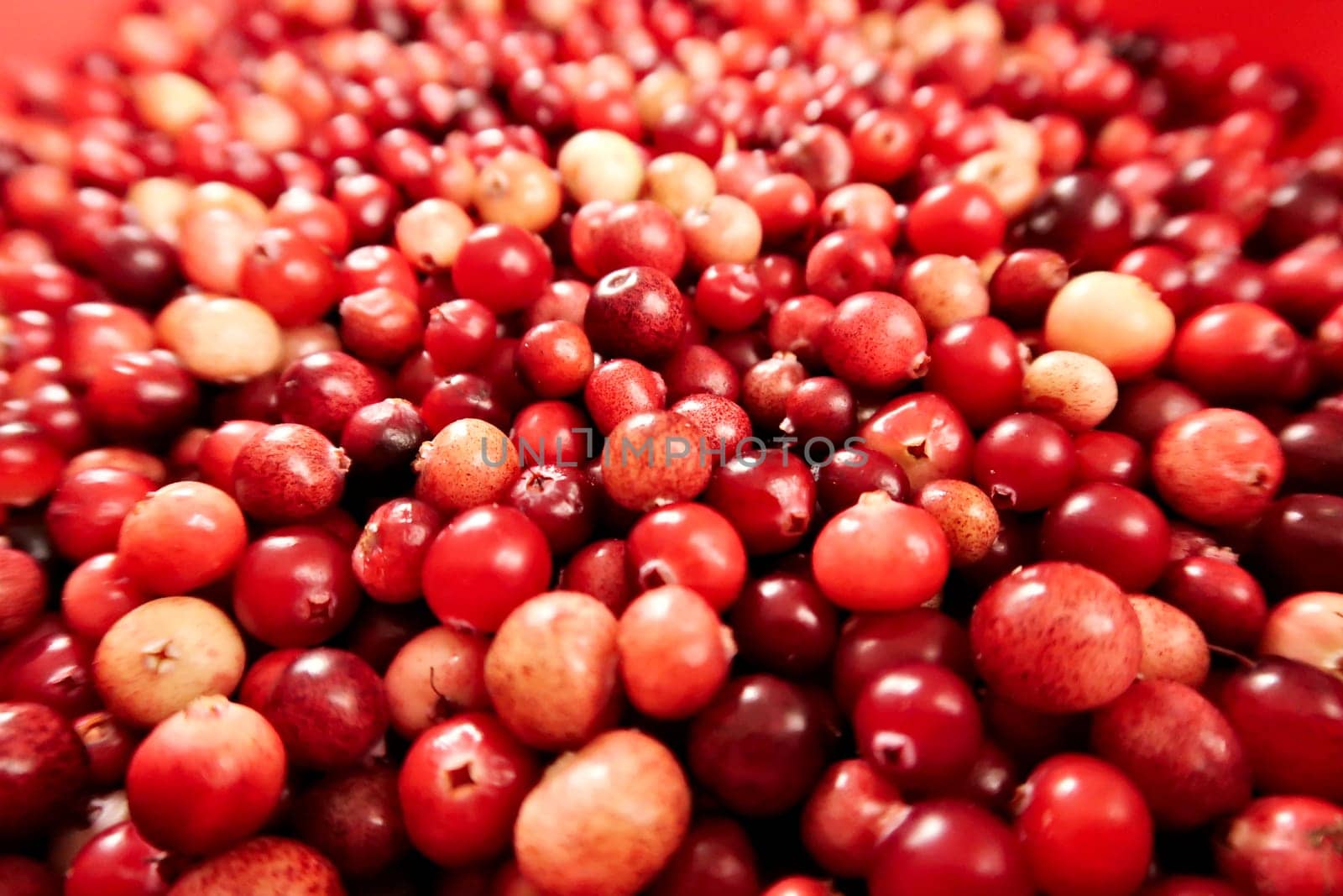 Red and yellow wild cranberrys, freshly harvested, 2022