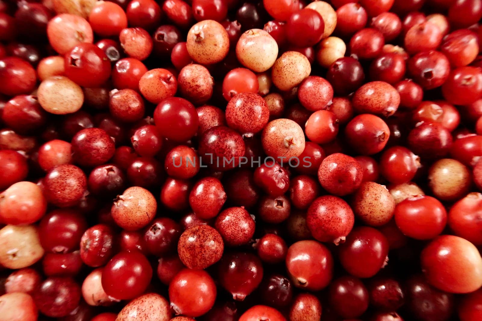 Freshly harvested wild cranberries in different shades of red and yellow, 2022