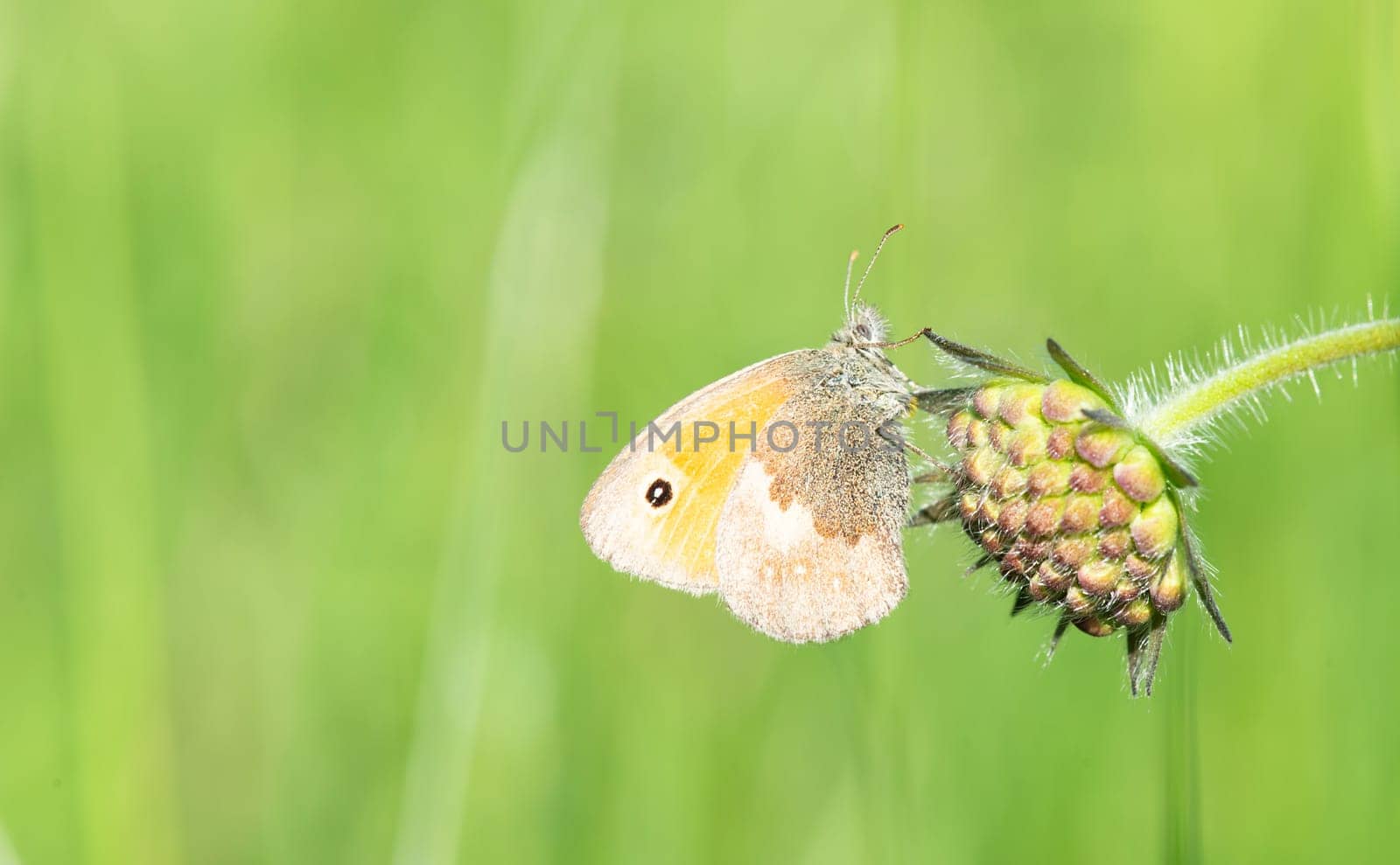 Little meadow bird butterfly sitting on a flower in a green alpine meadow, small heath insect in spring, Coenonympha pamphilus