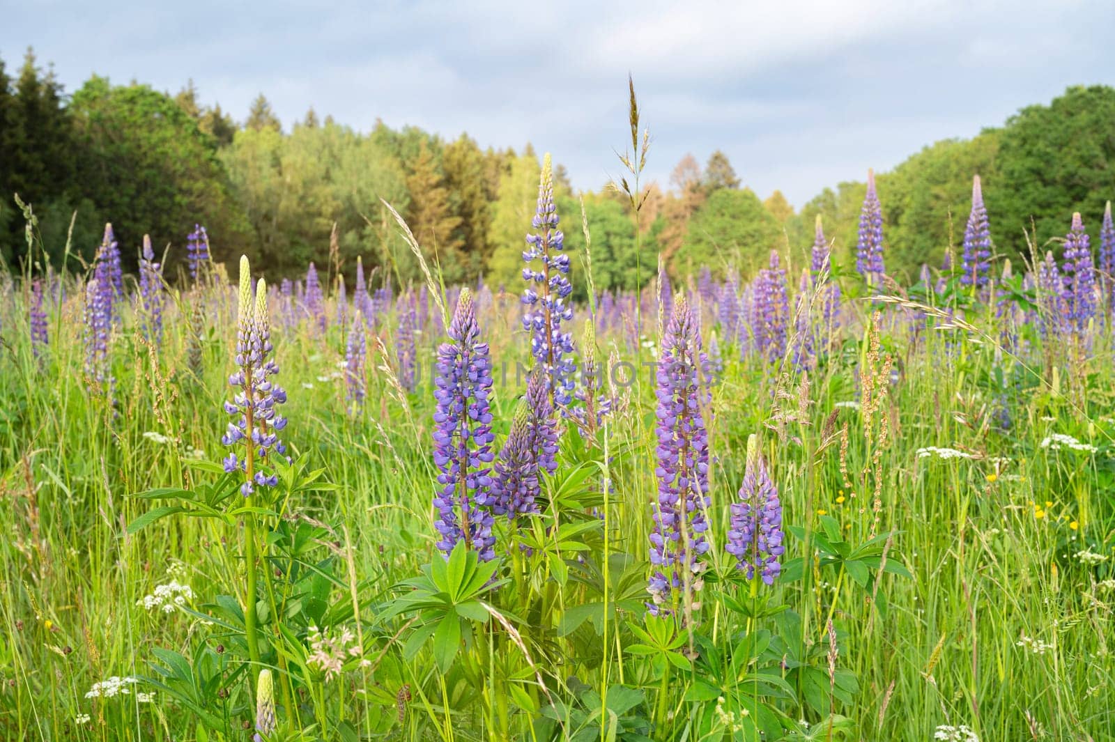 Wild lupins on a meadow in Germany, purple colored flowers in summer, lupine field blooming