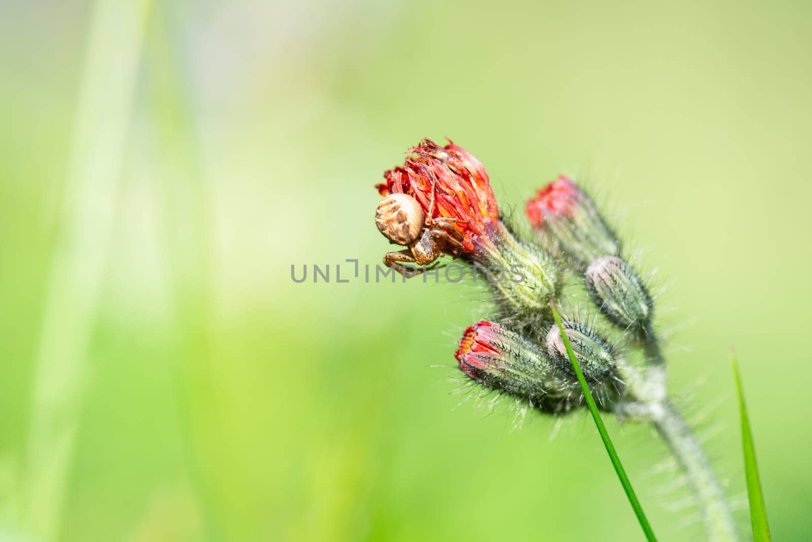 Swamp crab spider, xysticus ulmi, insect on a thistle flower on a green meadow, animal of damp habitants