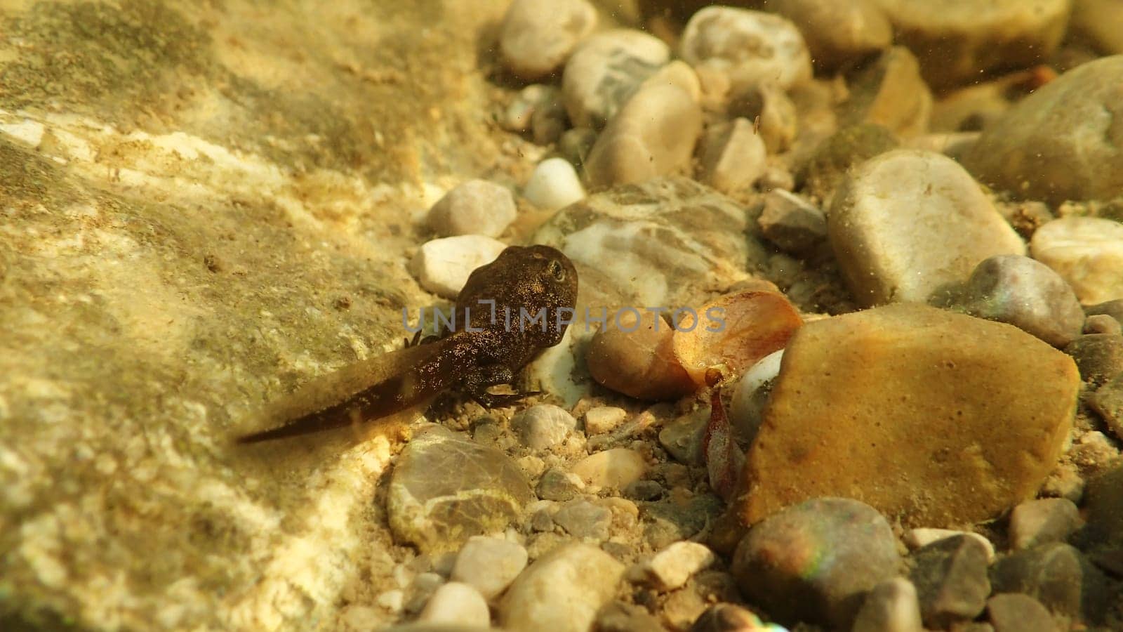 Underwater photo of a frog tadpole in a lake
