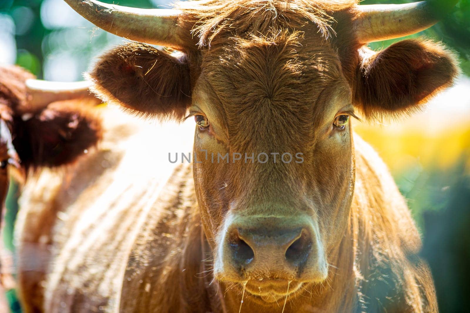 Portrait of expressive red Salers or Limousine cow looking straight into the eyes, a real traditionnal photography