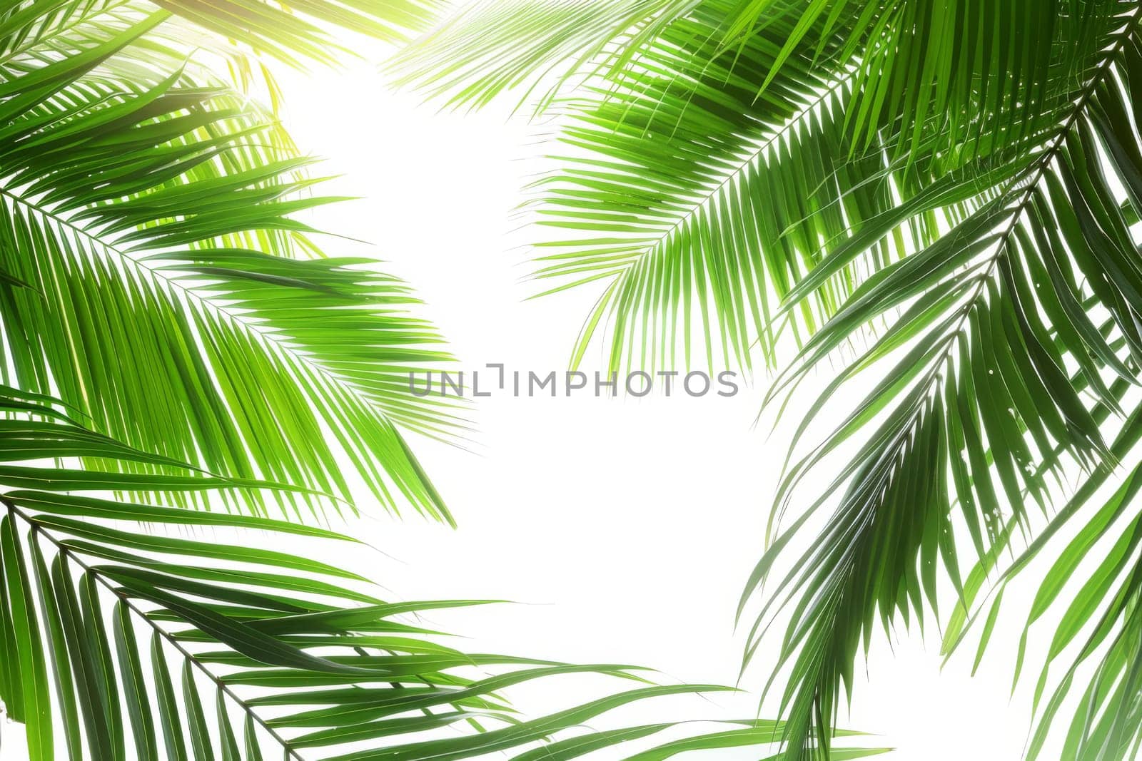 Tropical coconut palm fronds against a soft transparent white background, evoking images of paradise