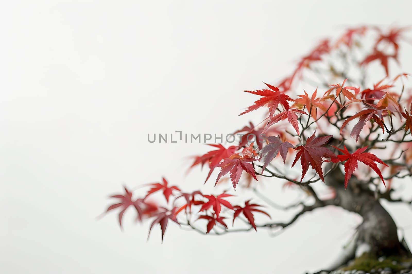 Detailed bonsai leaves against a transparent white canvas, adding texture to compositions