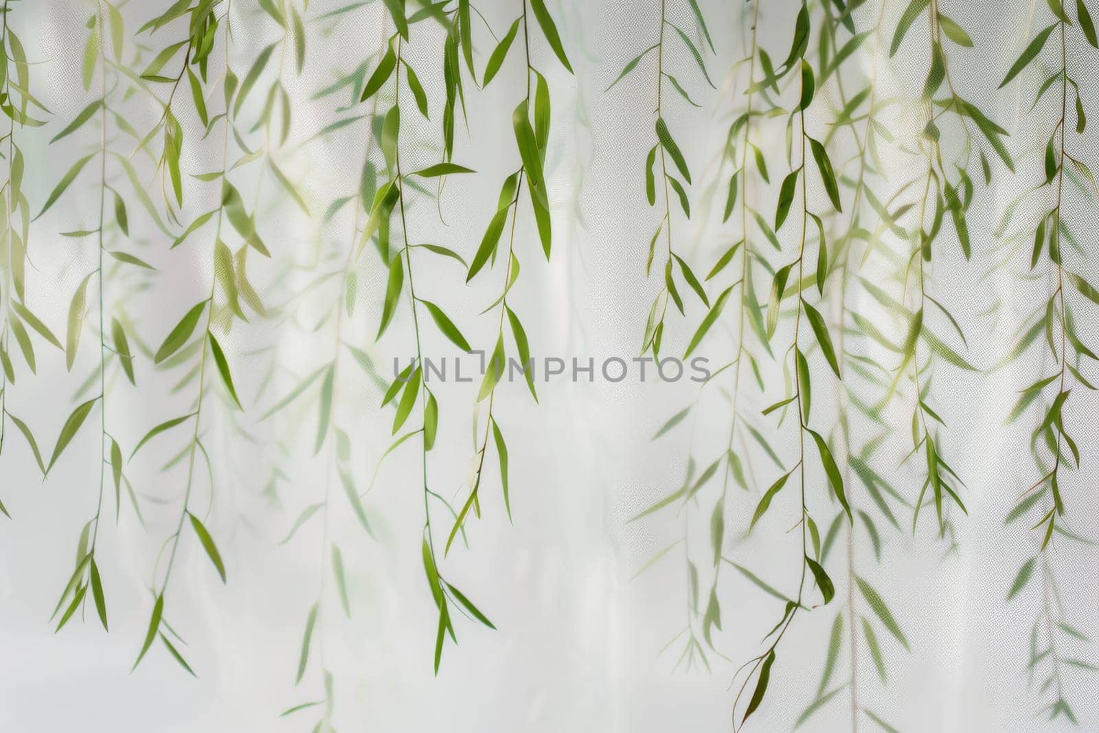 Graceful willow leaves hanging gently on a transparent white surface, symbolizing resilience and adaptability