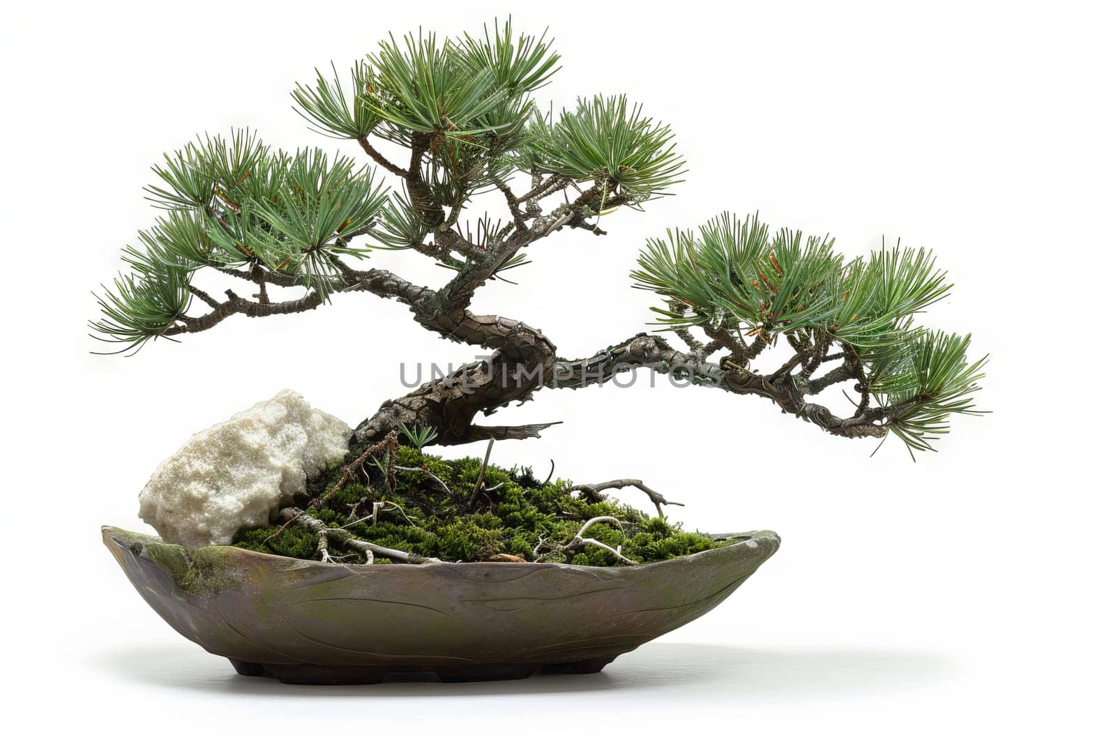 Peaceful bonsai arrangement against a transparent white background, evoking calmness